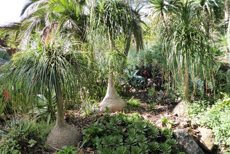 Ponytail Palm  PALMLIFE.COM.AU